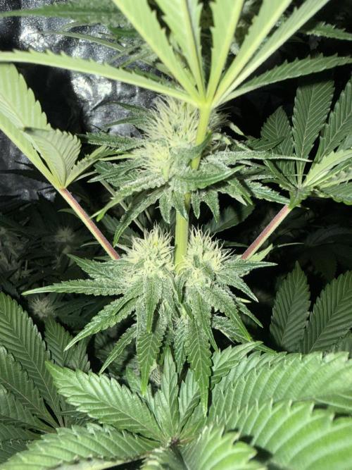 Seguimiento Royal Queen Seeds y Plagron. Week 8 - Isla Mirage