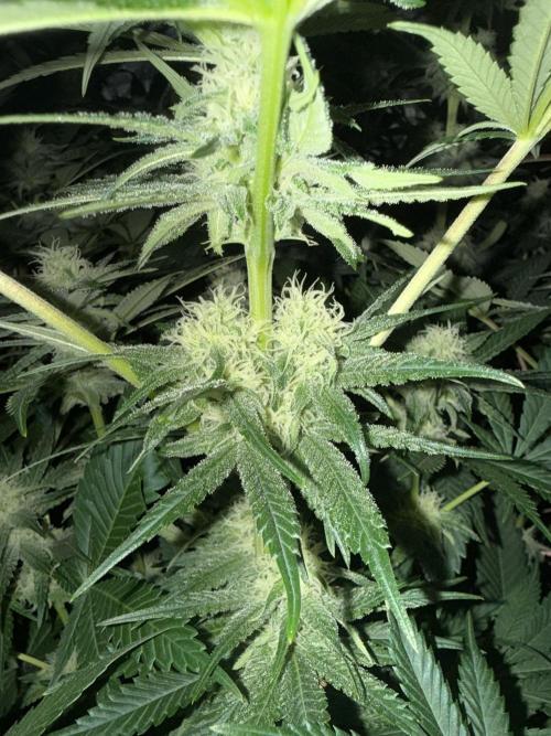 Seguimiento Royal Queen Seeds y Plagron. Week 8 - Isla Mirage