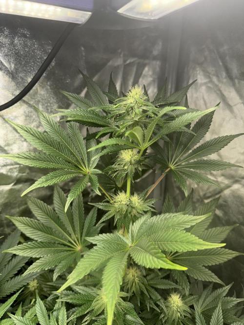 Seguimiento Royal Queen Seeds y Plagron. Week 8 - Isla Mirage