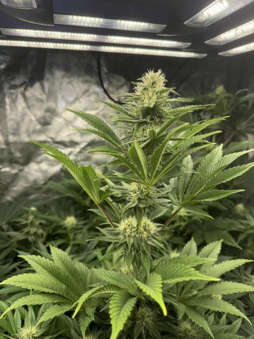 Seguimiento Royal Queen Seeds y Plagron. Week 8 - Isla Mirage