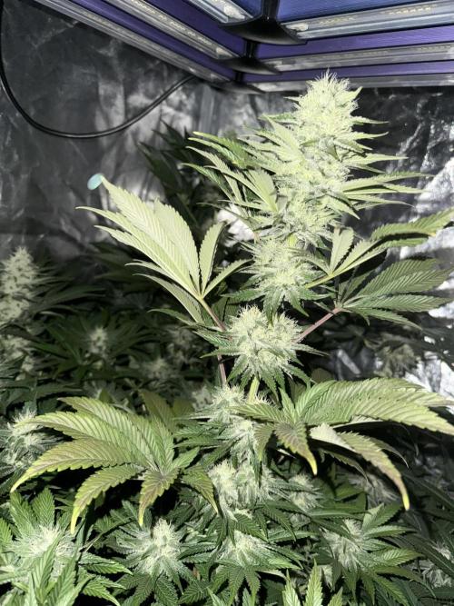 Seguimiento Royal Queen Seeds y Plagron. Week 9 - Isla Mirage