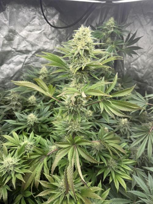 Seguimiento Royal Queen Seeds y Plagron. Week 9 - Isla Mirage