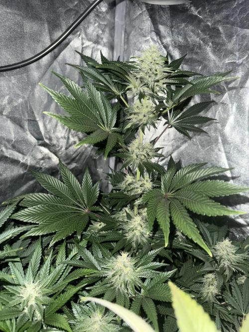 Seguimiento Royal Queen Seeds y Plagron. Week 9 - Isla Mirage