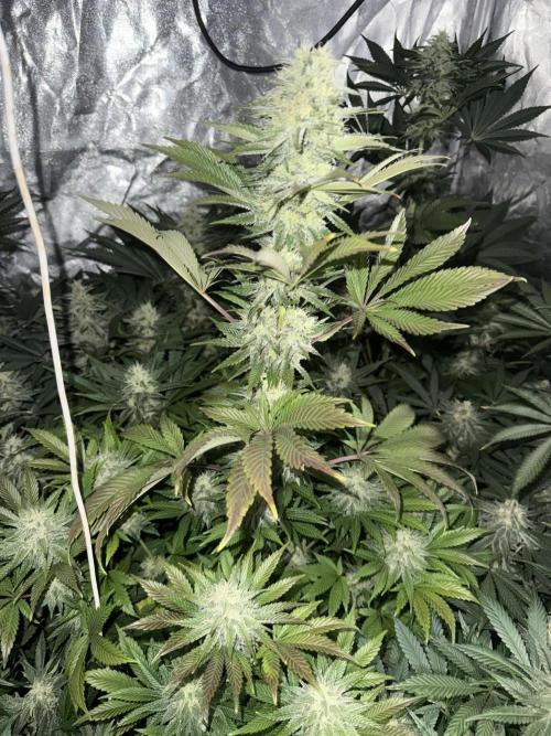Seguimiento Royal Queen Seeds y Plagron. Week 9 - Isla Mirage