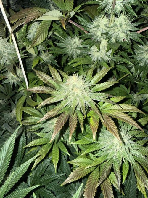 Seguimiento Royal Queen Seeds y Plagron. Week 9 - Isla Mirage