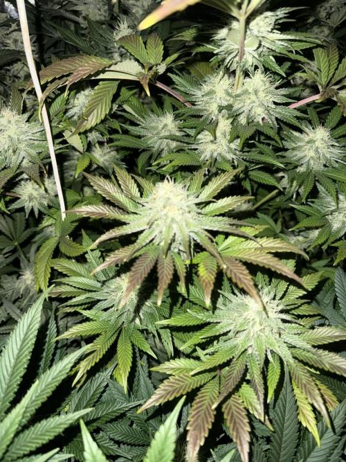 Seguimiento Royal Queen Seeds y Plagron. Week 9 - Isla Mirage