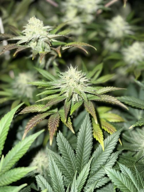 Seguimiento Royal Queen Seeds y Plagron. Week 9 - Isla Mirage