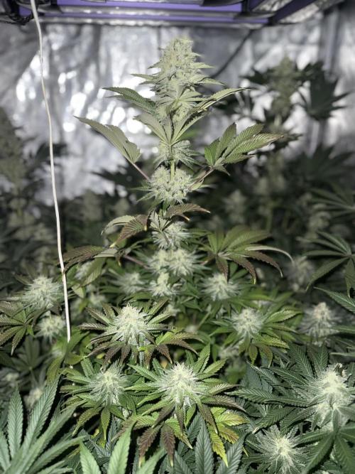 Seguimiento Royal Queen Seeds y Plagron. Week 9 - Isla Mirage