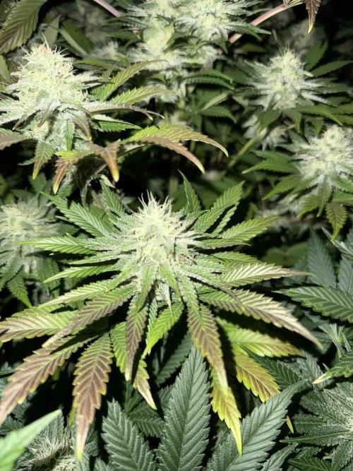 Seguimiento Royal Queen Seeds y Plagron. Week 9 - Isla Mirage