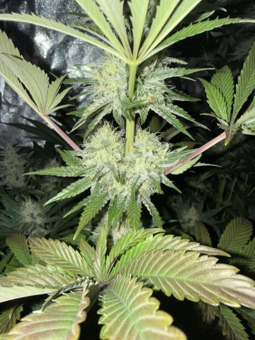 Seguimiento Royal Queen Seeds y Plagron. Week 9 - Isla Mirage