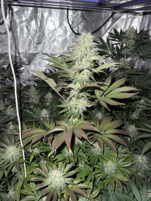 Seguimiento Royal Queen Seeds y Plagron. Week 9 - Isla Mirage