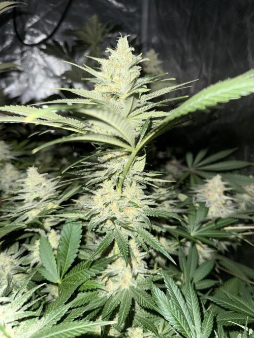 Seguimiento Royal Queen Seeds y Plagron. Week 9 - Purple Punch