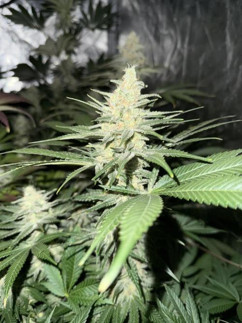 Seguimiento Royal Queen Seeds y Plagron. Week 9 - Purple Punch