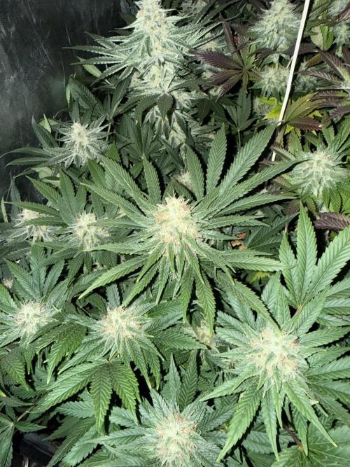 Seguimiento Royal Queen Seeds y Plagron. Week 9 - Purple Punch