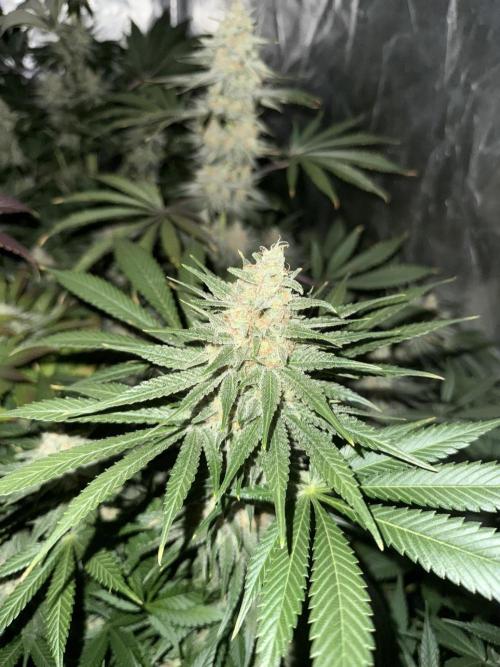 Seguimiento Royal Queen Seeds y Plagron. Week 9 - Purple Punch