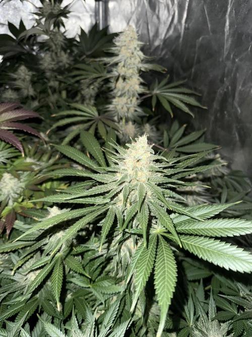 Seguimiento Royal Queen Seeds y Plagron. Week 9 - Purple Punch