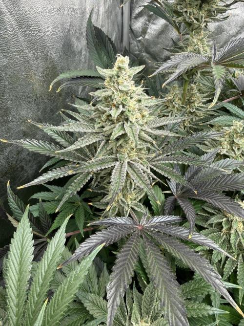 Seguimiento Royal Queen Seeds y Plagron. Week 9 - Sticky Queen