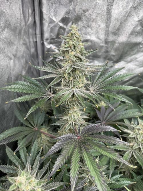 Seguimiento Royal Queen Seeds y Plagron. Week 9 - Sticky Queen