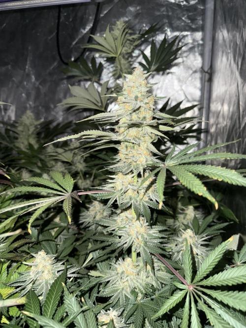 Seguimiento Royal Queen Seeds y Plagron. Week 9 - Sticky Queen