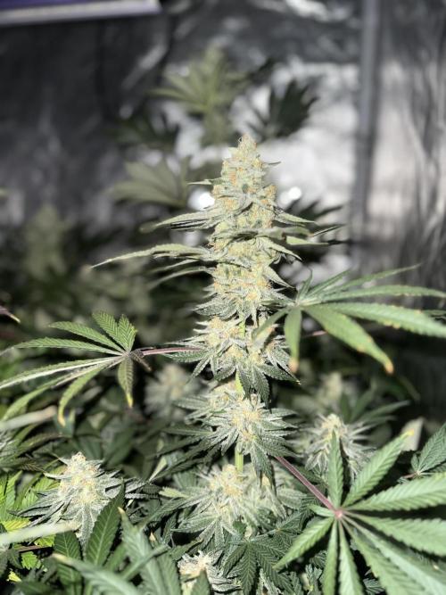Seguimiento Royal Queen Seeds y Plagron. Week 9 - Sticky Queen