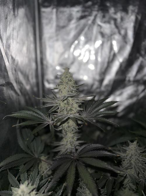 Seguimiento Royal Queen Seeds y Plagron. Week 9 - Sticky Queen
