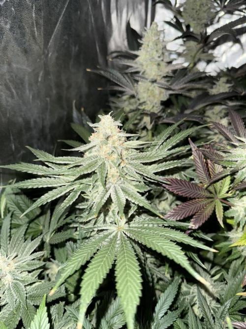 Seguimiento Royal Queen Seeds y Plagron. Week 9 - Sticky Queen