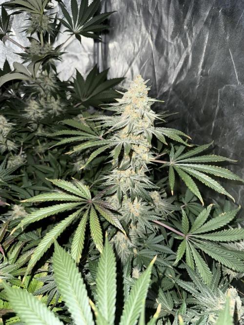 Seguimiento Royal Queen Seeds y Plagron. Week 9 - Sticky Queen
