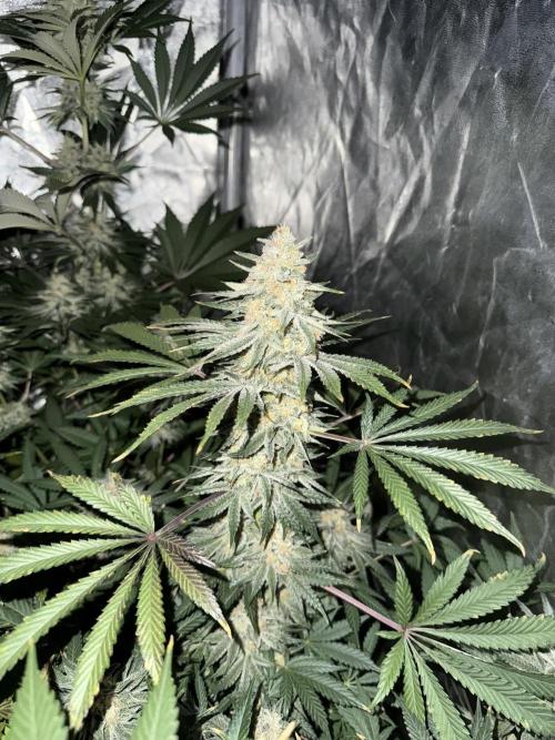 Seguimiento Royal Queen Seeds y Plagron. Week 9 - Sticky Queen