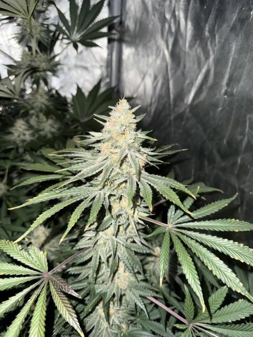 Seguimiento Royal Queen Seeds y Plagron. Week 9 - Sticky Queen