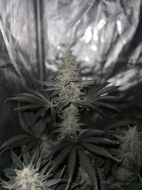 Seguimiento Royal Queen Seeds y Plagron. Week 9 - Sticky Queen