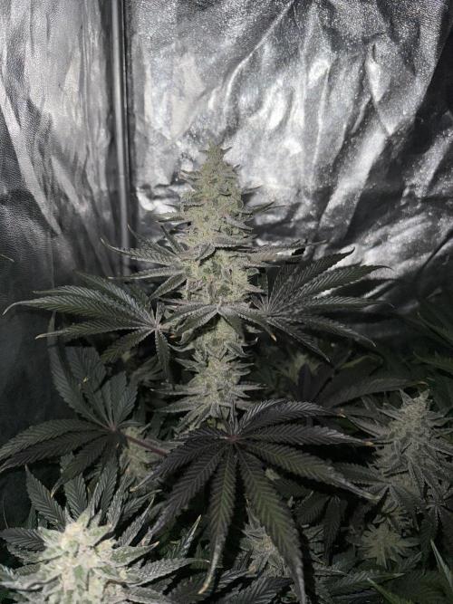 Seguimiento Royal Queen Seeds y Plagron. Week 9 - Sticky Queen