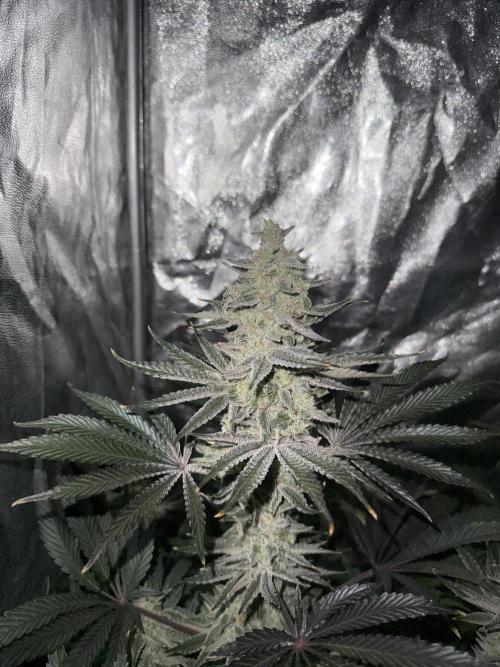 Seguimiento Royal Queen Seeds y Plagron. Week 9 - Sticky Queen