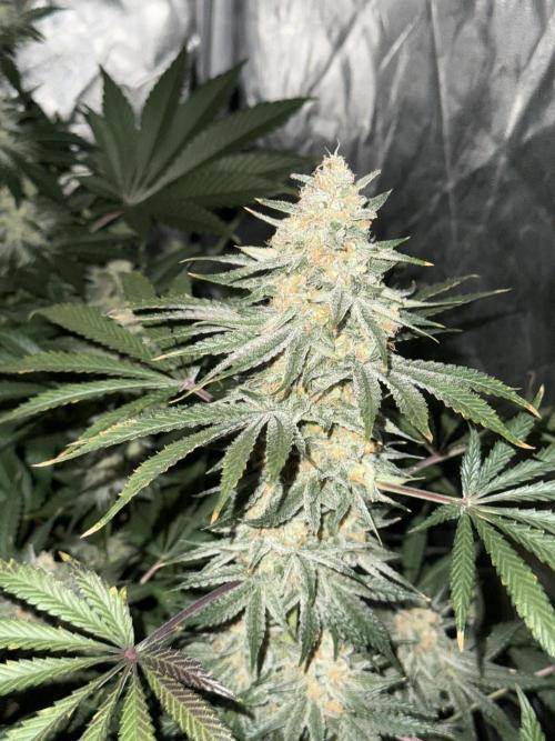 Seguimiento Royal Queen Seeds y Plagron. Week 9 - Sticky Queen