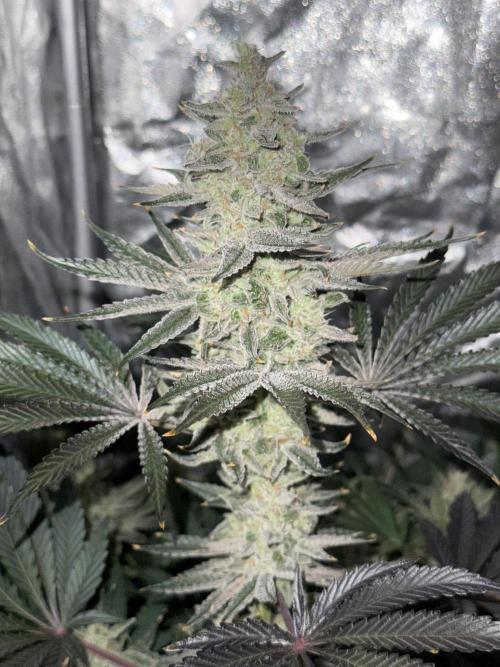 Seguimiento Royal Queen Seeds y Plagron. Week 9 - Sticky Queen