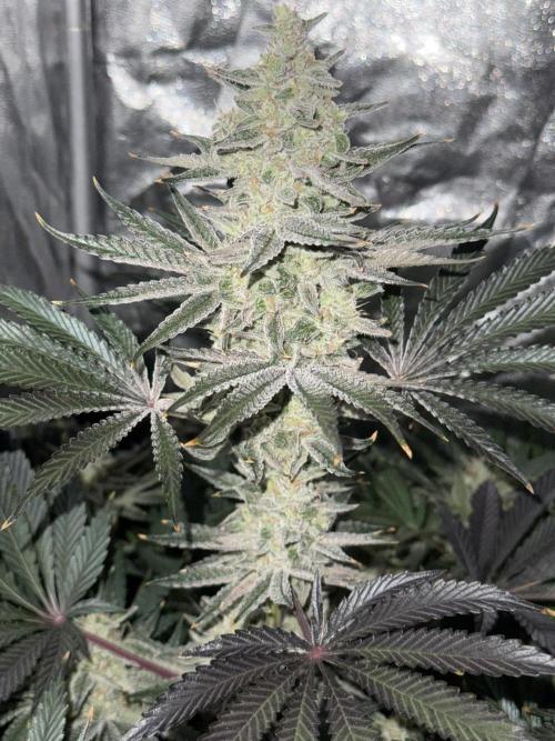 Seguimiento Royal Queen Seeds y Plagron. Week 9 - Sticky Queen