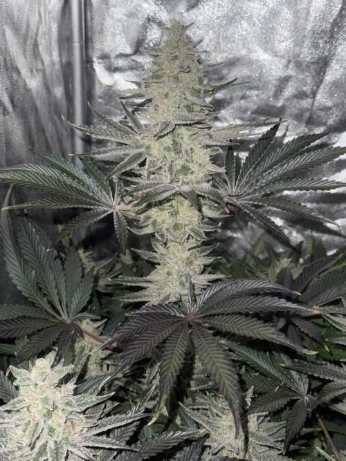 Seguimiento Royal Queen Seeds y Plagron. Week 9 - Sticky Queen