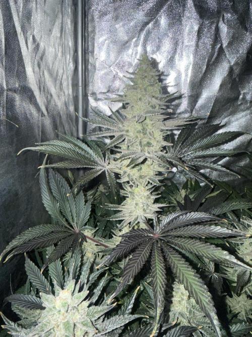 Seguimiento Royal Queen Seeds y Plagron. Week 9 - Sticky Queen