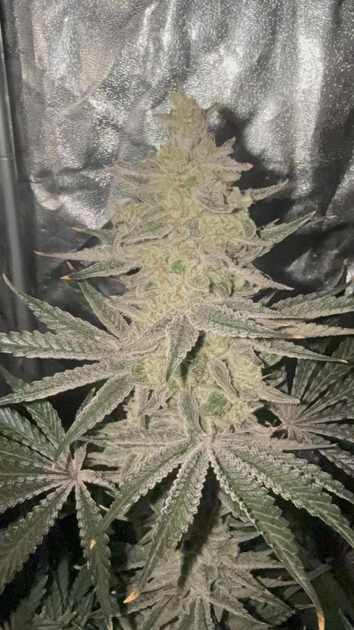 Seguimiento Royal Queen Seeds y Plagron. Week 9 - Sticky Queen
