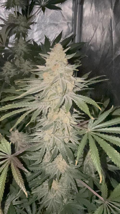 Seguimiento Royal Queen Seeds y Plagron. Week 10 - Sticky Queen