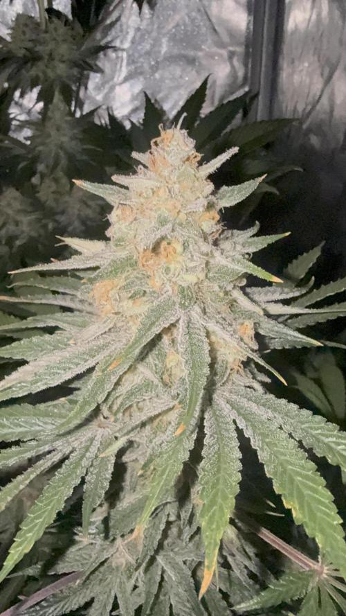 Seguimiento Royal Queen Seeds y Plagron. Week 10 - Sticky Queen