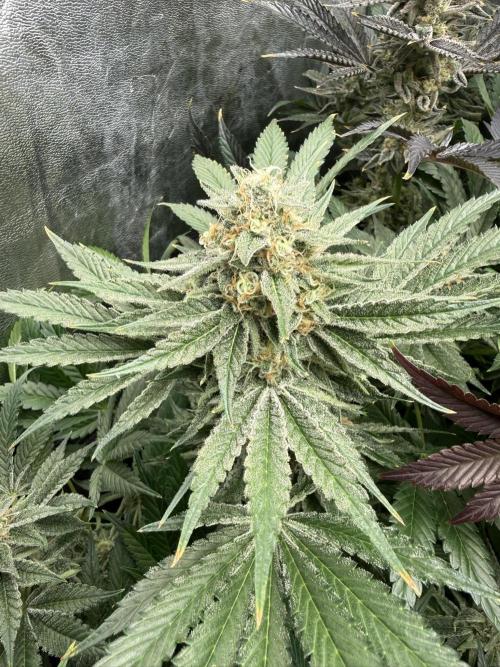 Seguimiento Royal Queen Seeds y Plagron. Week 10 - Sticky Queen