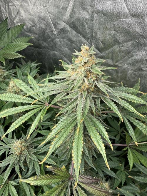 Seguimiento Royal Queen Seeds y Plagron. Week 10 - Sticky Queen