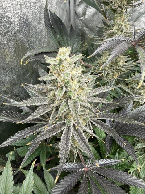 Seguimiento Royal Queen Seeds y Plagron. Week 10 - Sticky Queen