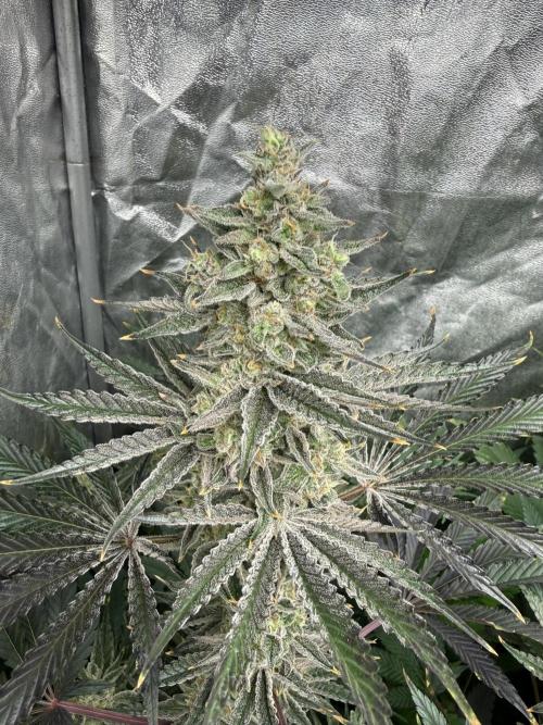 Seguimiento Royal Queen Seeds y Plagron. Week 10 - Sticky Queen