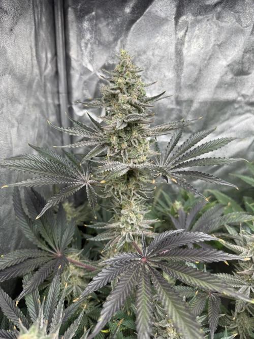 Seguimiento Royal Queen Seeds y Plagron. Week 10 - Sticky Queen