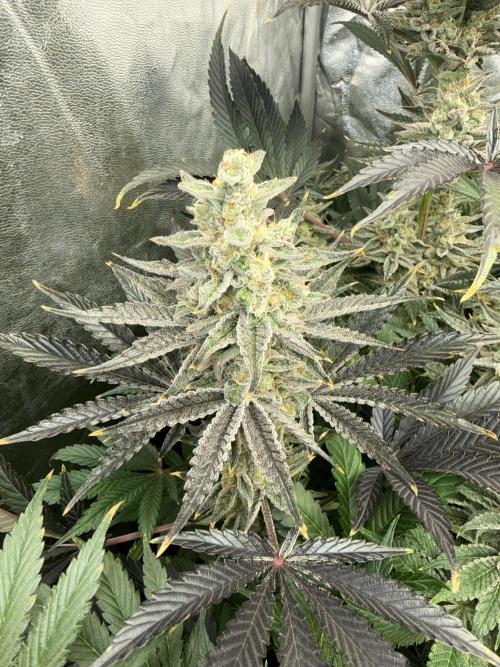 Seguimiento Royal Queen Seeds y Plagron. Week 10 - Sticky Queen