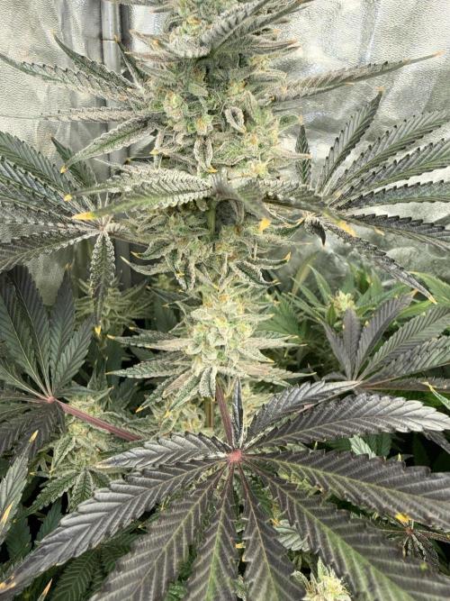 Seguimiento Royal Queen Seeds y Plagron. Week 10 - Sticky Queen