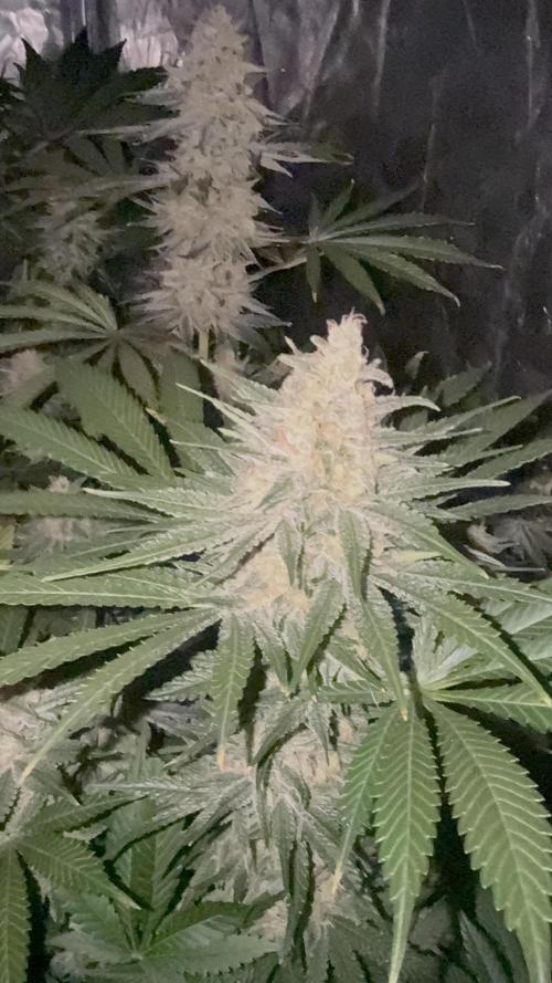 Seguimiento Royal Queen Seeds y Plagron. Week 10 - Purple Punch