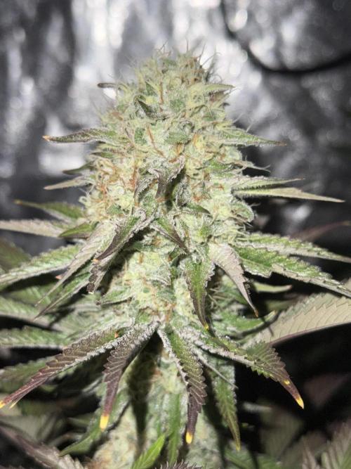 Seguimiento Royal Queen Seeds y Plagron. Week 10 - Isla Mirage