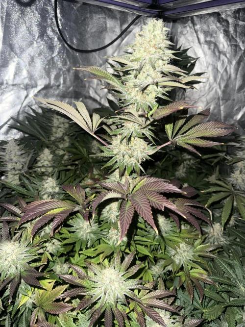 Seguimiento Royal Queen Seeds y Plagron. Week 10 - Isla Mirage